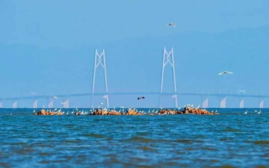 珠海马拉松奖牌_珠海马拉松奖牌怎么获得_珠海马拉松奖牌设计