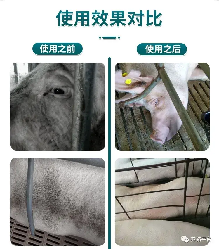 母猪亚健康的表现与治疗_母猪的亚健康_母猪亚健康的临床表现是什么
