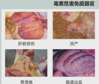 母猪亚健康图片_母猪的亚健康_母猪亚健康怎么调理