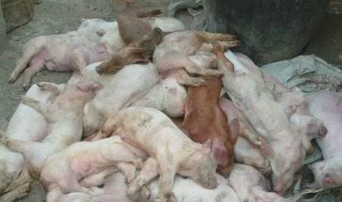 母猪亚健康图片_母猪的亚健康_母猪亚健康怎么调理