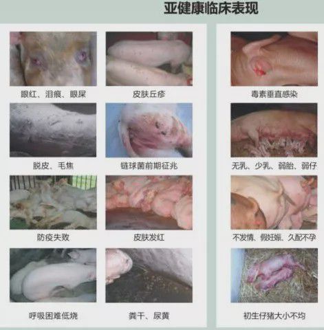 母猪亚健康图片_母猪亚健康怎么调理_母猪的亚健康